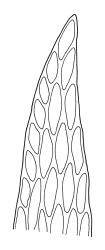 Tetraphidopsis pusilla, leaf apex. Drawn from B.H. Macmillan 89/205, CHR 456443.
 Image: R.C. Wagstaff © Landcare Research 2018 